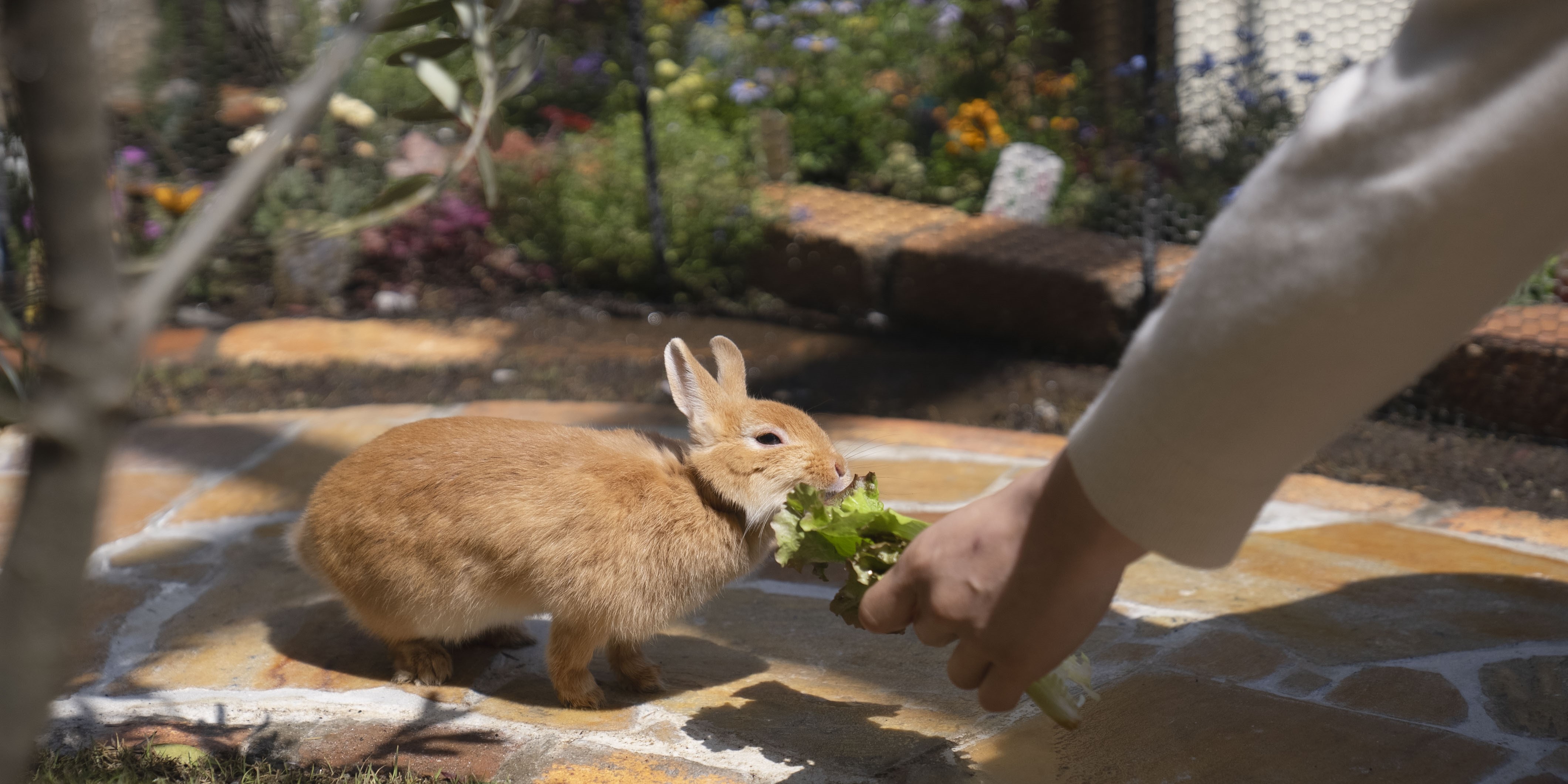 熱海ふれあい動物園