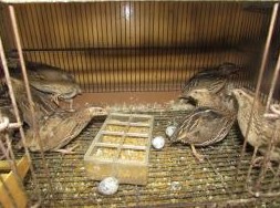 キットウココ ペット部（長野県・辰野） うずらの有精卵・雛 販売店