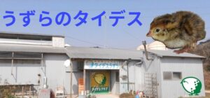 うずらのタイデス（クェールコスモス）（愛知県・田原） うずらの有精卵・雛 販売店