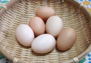 自然のある暮らし（高知県） 烏骨鶏の有精卵・雛 販売店