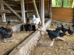 nobinobi farm（のびのび養鶏場）（岐阜県・下呂） 烏骨鶏の有精卵・雛 販売店