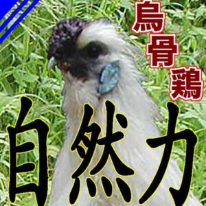 烏骨鶏王国 アライふぁーむ（埼玉県・秩父市） 烏骨鶏の有精卵・雛 販売店
