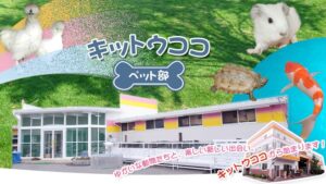 キットウココ ペット部（長野県・上伊那郡辰野町） 烏骨鶏の有精卵・雛 販売店