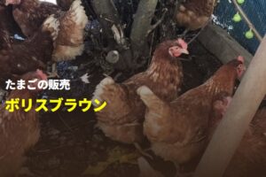 株式会社日星（星のたまご）（千葉県・野田／茨城県・坂東） ボリスブラウンの有精卵・雛 販売店