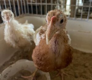 ブリーダーズショップ Bird28（大分県・別府市） ボリスブラウンの有精卵・雛 販売店