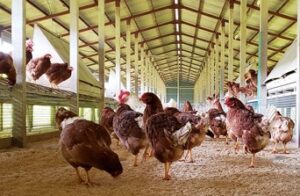 平飼い有精卵さがみっこ（井上養鶏場）（神奈川県・相模原市） ボリスブラウンの有精卵・雛 販売店