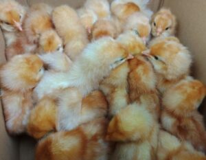 ファーム田形（神奈川県・中井町） ボリスブラウンの有精卵・雛 販売店
