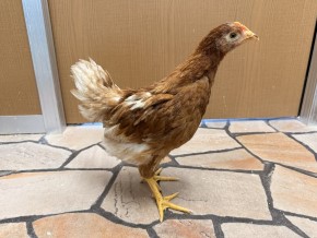 アニマル大学（株式会社ドリーム）（愛知県・一宮市） ボリスブラウンの有精卵・雛 販売店