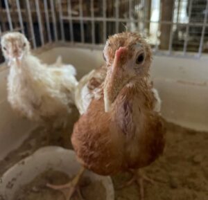 ブリーダーズショップ Bird28（大分県・別府市） ボリスブラウンの有精卵・雛 販売店