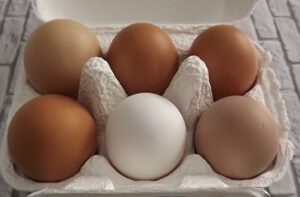 Bakery Farm Cocco（神奈川県・横須賀） 岡崎おうはんの有精卵・雛 販売店