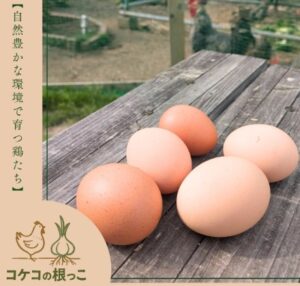 コケコの根っこ（ネットショップ） 岡崎おうはんの有精卵・雛 販売店
