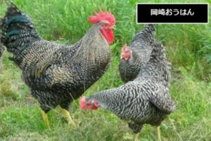 株式会社小松種鶏場（長野県・松本） 岡崎おうはんの有精卵・雛 販売店