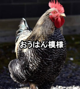 熱海ふれあいガーデン（ふ化器レンタル・孵化サポート）（静岡県・熱海） 岡崎おうはんの有精卵・雛 販売店
