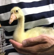 星川かわゆすどうぶつたち(cafe-rareanimal)(神奈川県・横浜市) ガチョウの有精卵・雛 販売店