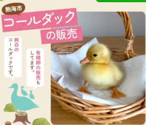 熱海ふれあいガーデン(コールダックのヒナ)(静岡県・熱海) ガチョウの有精卵・雛 販売店