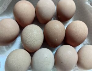 ホロホロ鳥値段(有精卵・雛)販売店・購入ポイントまとめ | 熱海