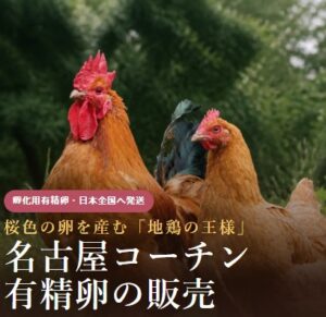名古屋コーチン 有精卵 100個 保証4個含む 名古屋コーチン値段(有精卵・雛)販売店・購入ポイントまとめ | 熱海