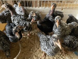 ブリーダーズショップ Bird28（大分県・別府） 岡崎おうはんの有精卵・雛 販売店