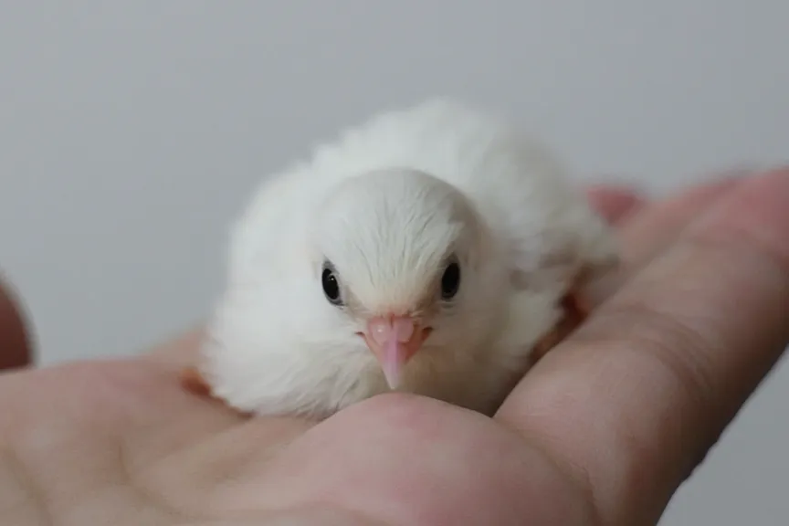 ヒメウズラのひよこ2