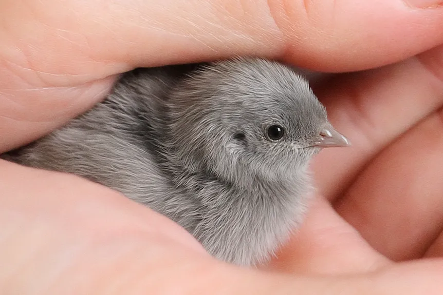 ヒメウズラのひよこ3