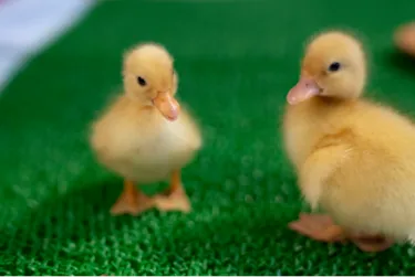 コールダックのひよこ1