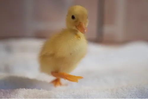 コールダックのひよこ4
