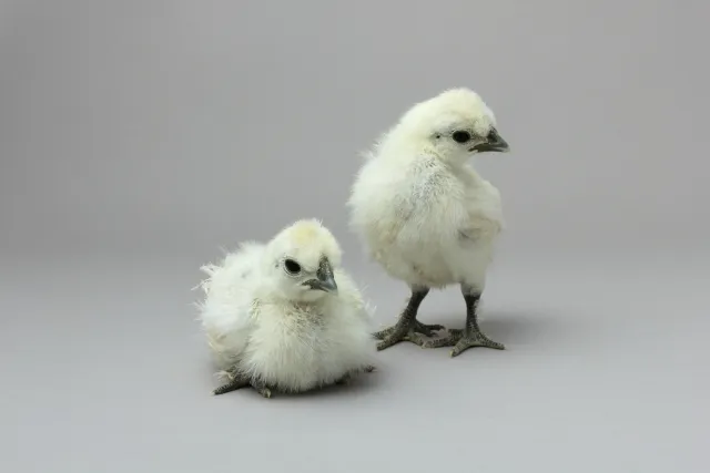 ウコッケイのひよこ4