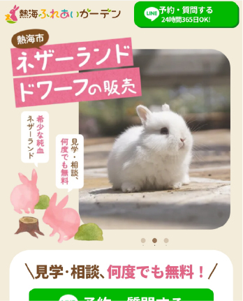 うさぎの販売