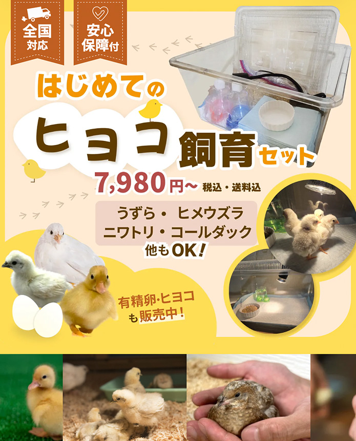 はじめてのヒヨコ飼育セット