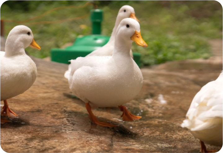 剪定・外構イメージ写真