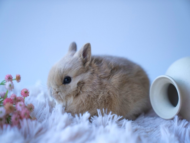 うさぎ