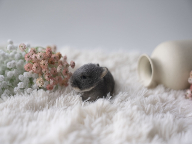 うさぎ