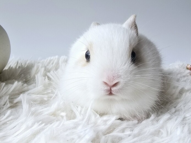 うさぎ