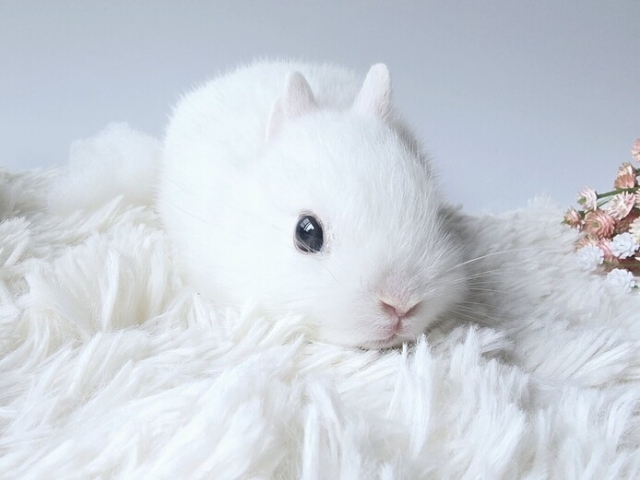 うさぎ