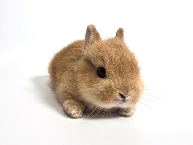 うさぎ