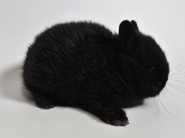 うさぎ