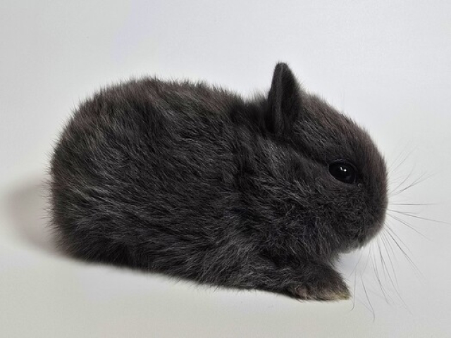 うさぎ