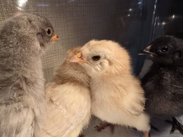 うさぎ