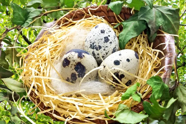 うずらの卵
