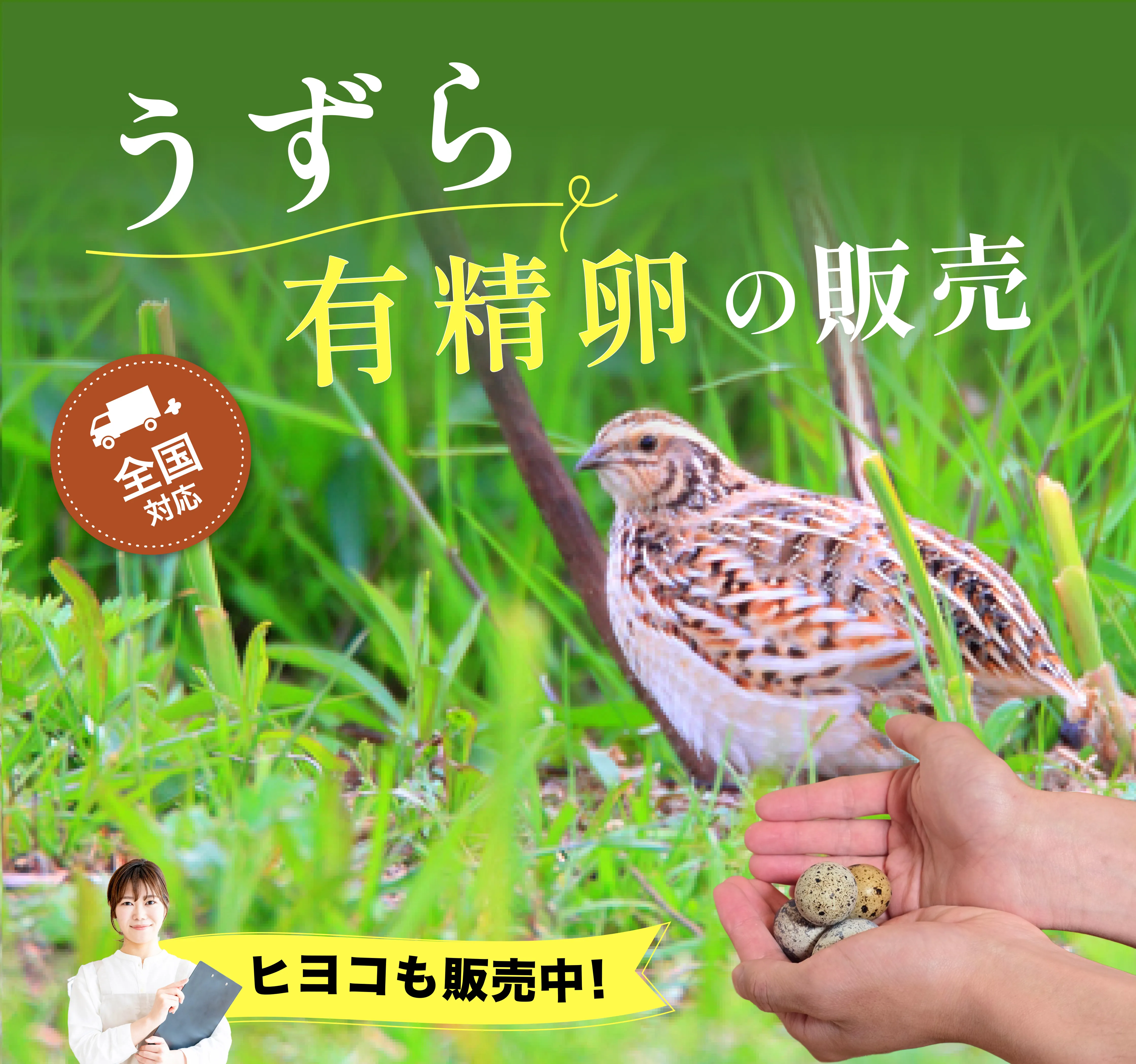 卵からうずらを育てる！