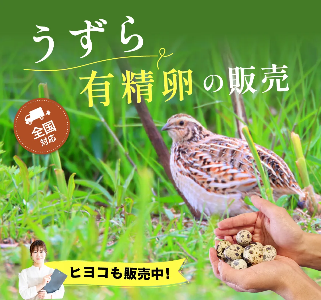 卵からうずらを育てる！